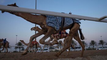 Carrera de camellos durante un
