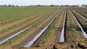 Desde el sector privado señalan que el desarrollo de infraestructura trae aparejado nuevos cultivos y como consiguiente, mayor industrialización a las zonas que deciden mejorar los sistemas de riego.