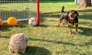 Un perro de raza perro de caza serbio tricolor, negro y marrón, con la lengua fuera, de pie en un césped verde junto a pelotas y una portería
