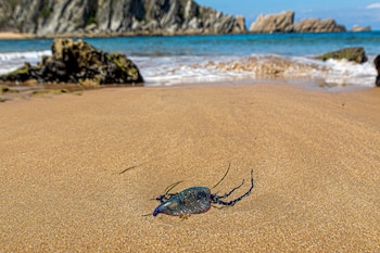 En la imagen un ejemplar de la misma en la arena de la playa de Covachos.
