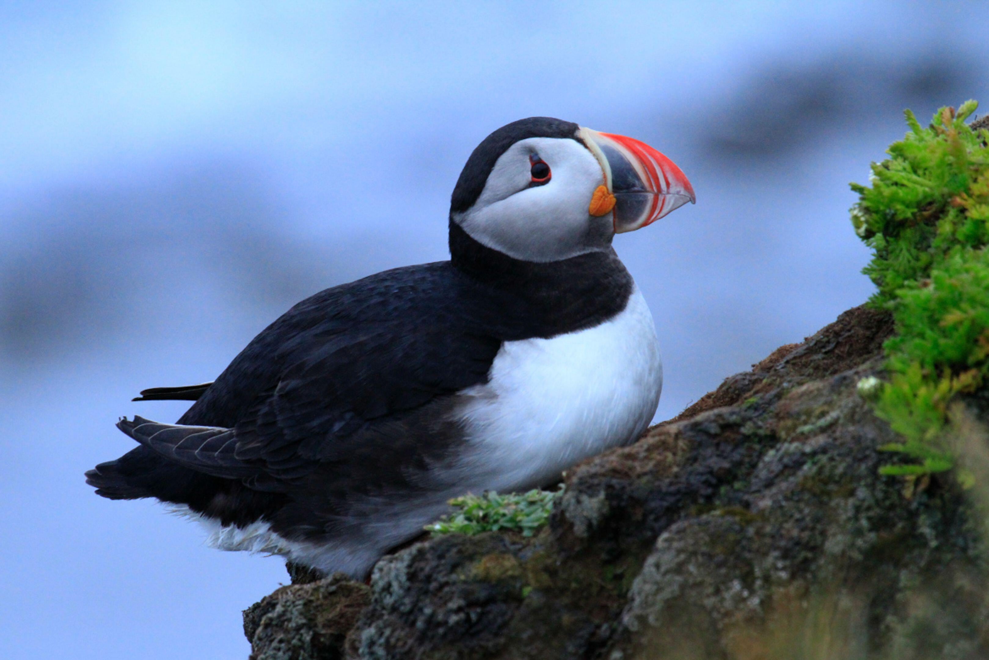 La mortalidad de aves marinas se agrava por amenazas como la sobrepesca, la reducción de hábitats y la gripe aviar H5N1 (The Grosby Group)