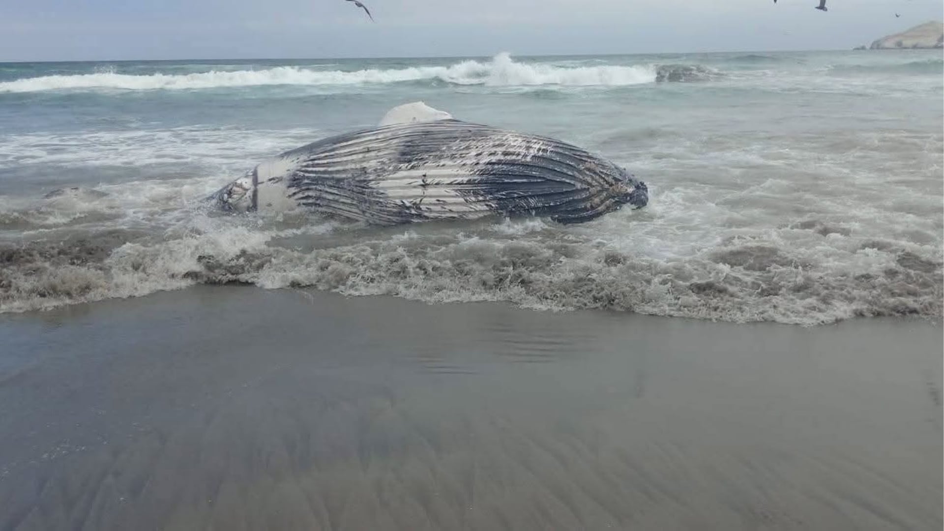 La imagen muestra un cetáceo varado en las playas del distrito de Asia, Perú, hallado por bañistas y pescadores el 21 de junio. (Foto: Facebook / Cañete TV)