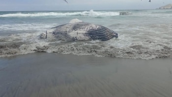 Segunda ballena varada en Perú en lo que va del mes: hallan ejemplar en playas de Asia