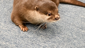 Splash, la nutria asiática que resolvió un caso policial que llevaba abierto más de 25 años: la historia del animal capaz de “oler” bajo el agua