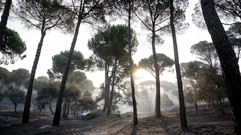 Los incendios de Madrid, Ávila y Toledo calcinan 77.000 hectáreas y un perímetro de 280 kilómetros