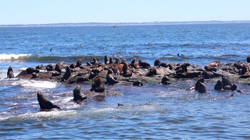 Casi la mitad de los