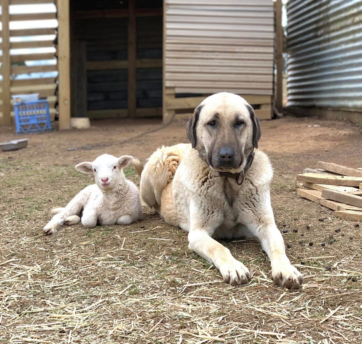 Kangal Turco, perros, razas de perros, mascotas, animales