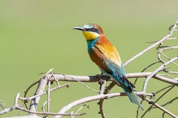 Pájaro con plumaje azul, amarillo, rojo y negro, posado en una rama seca. El fondo es de color verde claro y desenfocado