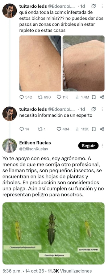 Captura de pantalla de mensajes en la red social X con fotos de un pequeño insecto sobre la piel y una imagen científica de trips