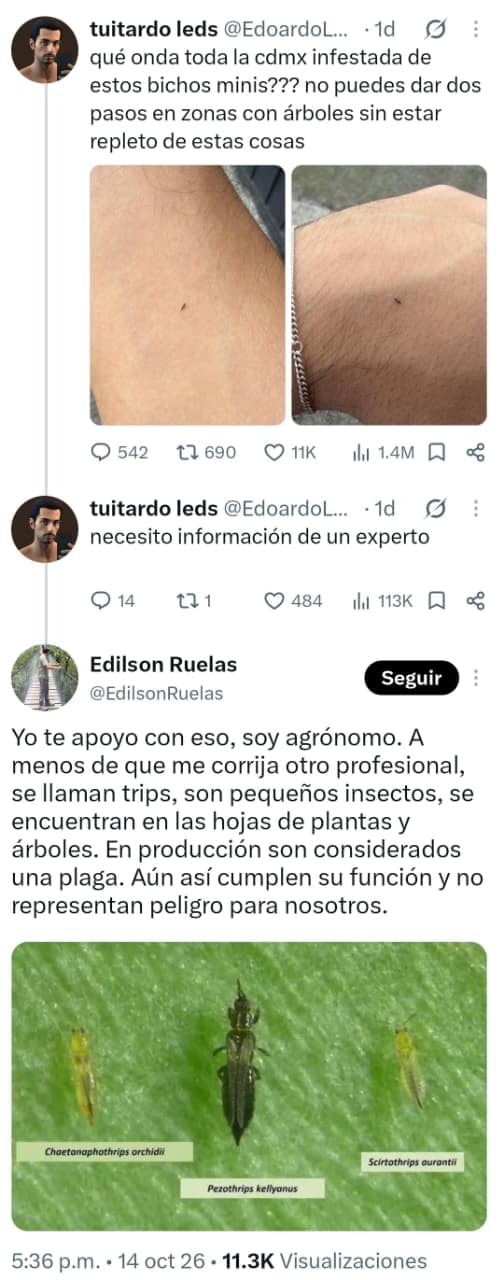 Un intercambio de publicaciones en la red social X aclara la presencia de insectos conocidos como trips en Ciudad de México y su inocuidad para los seres humanos. (X)