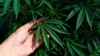 Una mano de piel clara sostiene suavemente una hoja verde de planta de cannabis, con más hojas similares y un fondo oscuro y borroso de vegetación