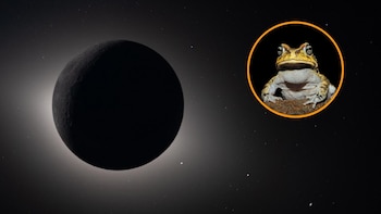 Qué efectos tiene el eclipse solar en los animales: de la ansiedad en los primates al impulso de apareamiento de los reptiles