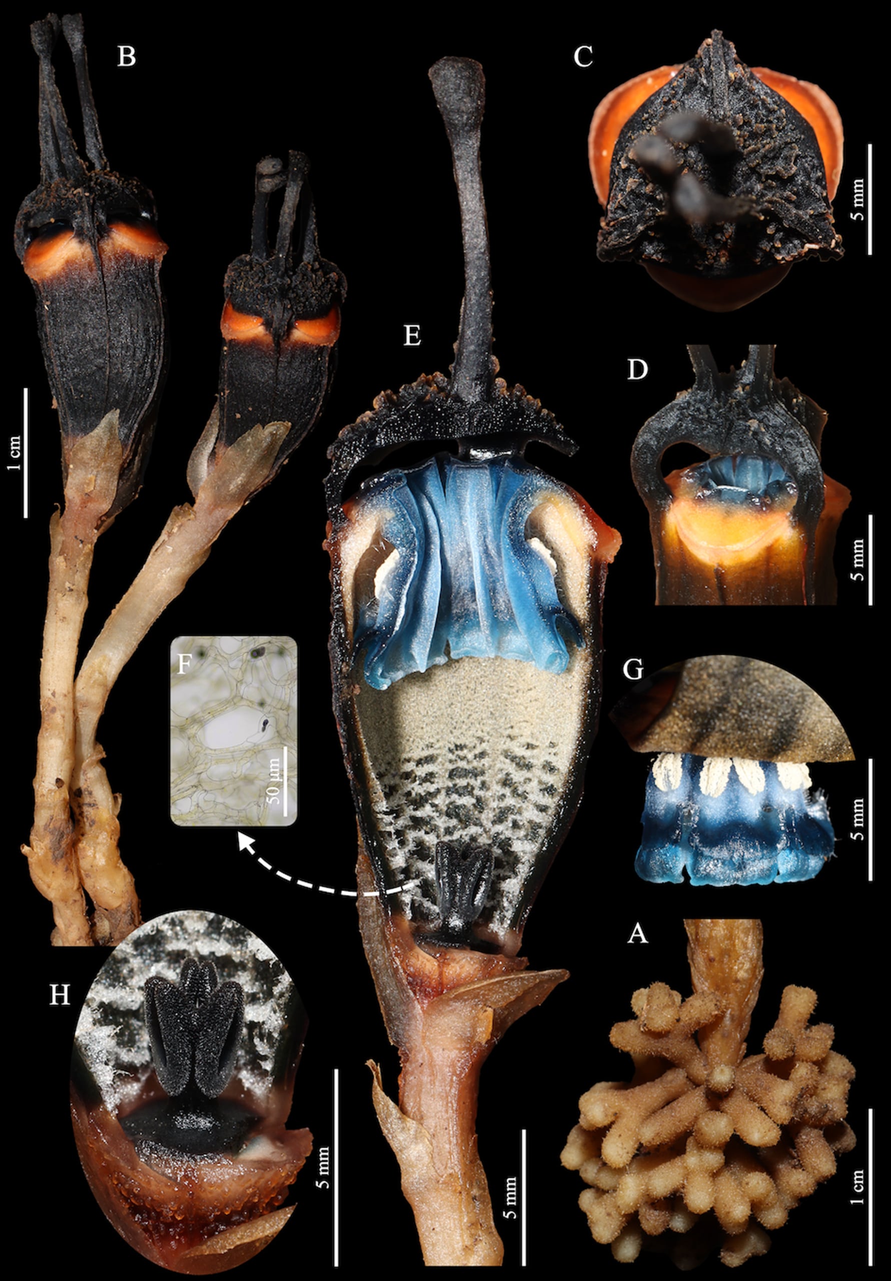 La identificación de Thismia daemona elevó a 16 la cantidad de especies del género Thismia registradas en Tailandia (Gentileza, estudio Thismia daemona (Thismiaceae), una nueva especie de Tailandia respaldada por evidencia morfológica y molecular, publicado en PhytoKeys)