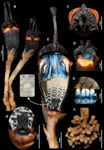 Fotografía científica con partes de una planta etiquetadas de la A a la H, cortes de la flor azul y negra, y barras de escala