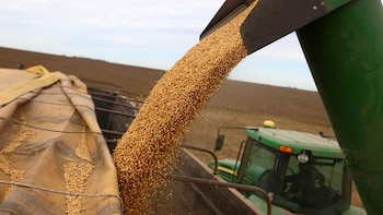 Brotes verdes: la actividad del