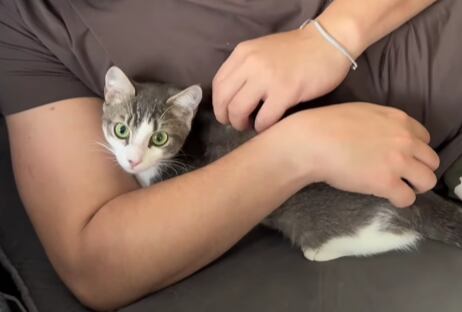 Botero relató en el video cómo el pequeño felino pasó de ser un gato asustadizo y esquivo a convertirse en un miembro más de su familia - crédito @91chavi / IG
