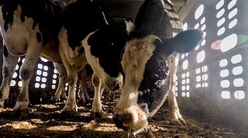 Varias vacas de pelaje blanco y negro dentro de un remolque metálico con aberturas ovaladas y un suelo de barro. La luz entra por las aberturas.