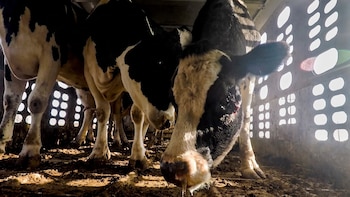 EEUU rechazó a más de 121 mil bovinos mexicanos entre 2020 y 2025: dos de cada tres casos por incumplimientos de bienestar animal