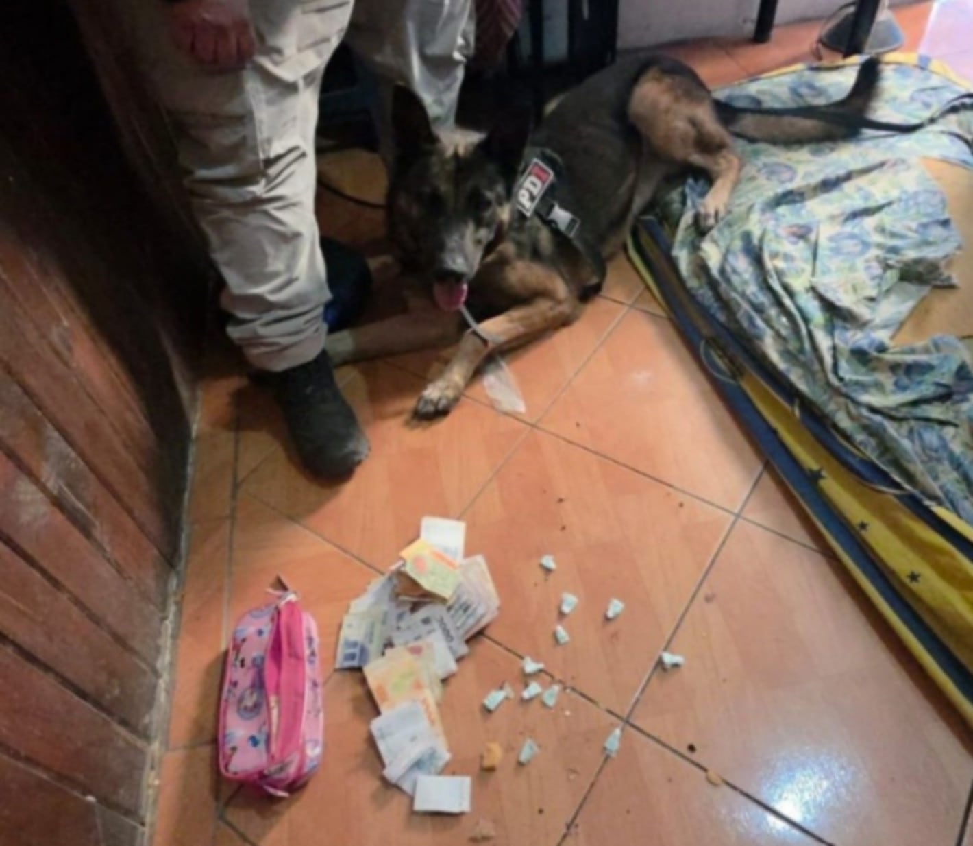 Un perro de la División Canes de la policía participa en un allanamiento en Rosario, donde se incautaron billetes (Rosario3)