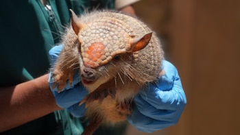 Rituales de fin de año