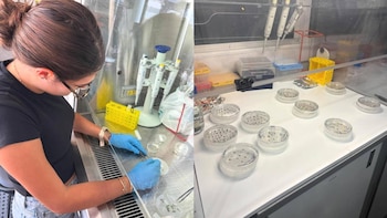 Una mujer con guantes manipula muestras con pinzas en una cabina de laboratorio junto a placas de Petri, pipetas y gradillas plásticas