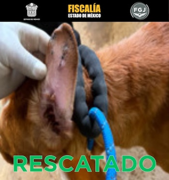 Rescate maltrato animal La Granja de Chopos Ixtapaluca Edomex