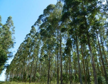Árboles implantados en la reserva natural El Potrero, en la provincia de Entre Ríos