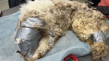 Leo fue encontrado "gritando" por