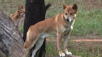 Un perro de pelaje castaño claro y orejas erguidas junto a un tronco de árbol, con un segundo perro al fondo sobre hierba