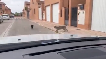 El municipio de Cabañas de Yepes, en la provincia de Toledo, se ha transformado en el nuevo hogar de Veneno
