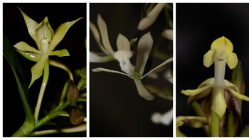 Descubren tres nuevas especies de