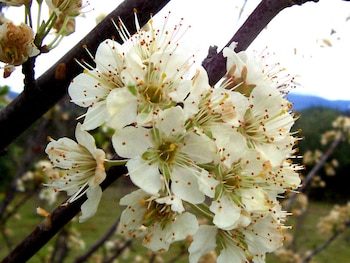 Flores blancas que son de un ciruelo
