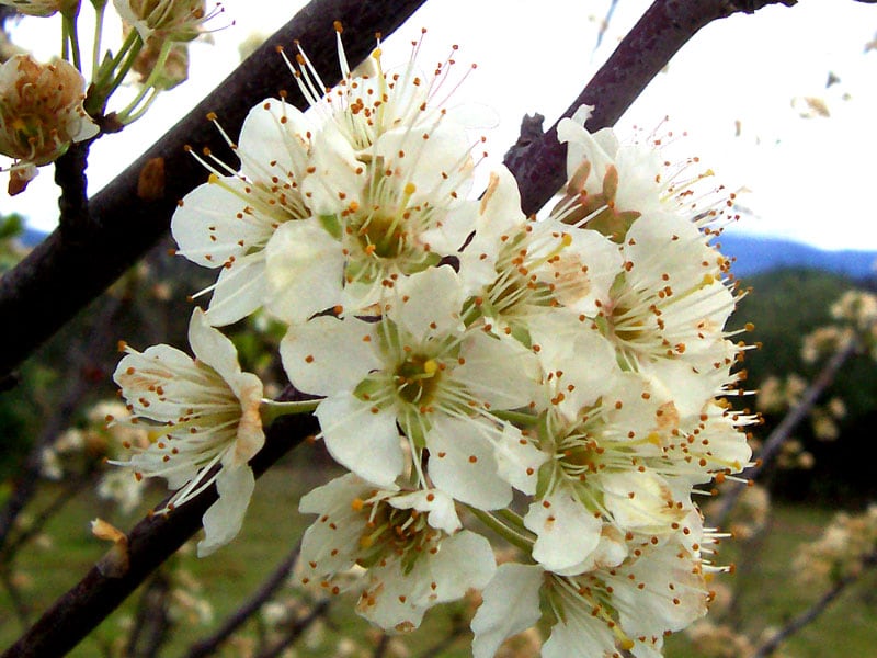El árbol frutal que debes tener en tu jardín: resiste el calor de verano y no supera los siete metros de altura