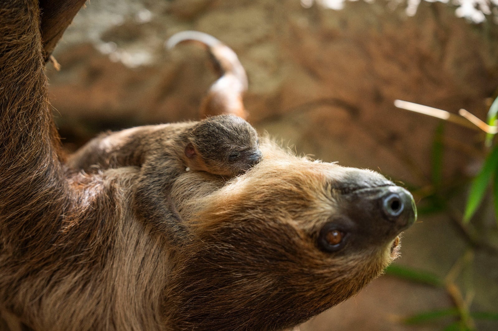 Los perezosos presentan una de las tasas metabólicas más bajas entre mamíferos, lo que influye en su ritmo lento y comportamiento diario (Europa Press/ Loro Parque)