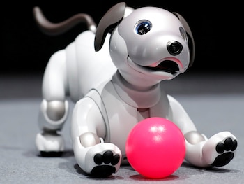 Las mascotas robot incorporan sensores e inteligencia artificial para ofrecer compañía sin requerir alimento, paseos ni atención veterinaria (Kim Kyung-Hoon/Reuters)