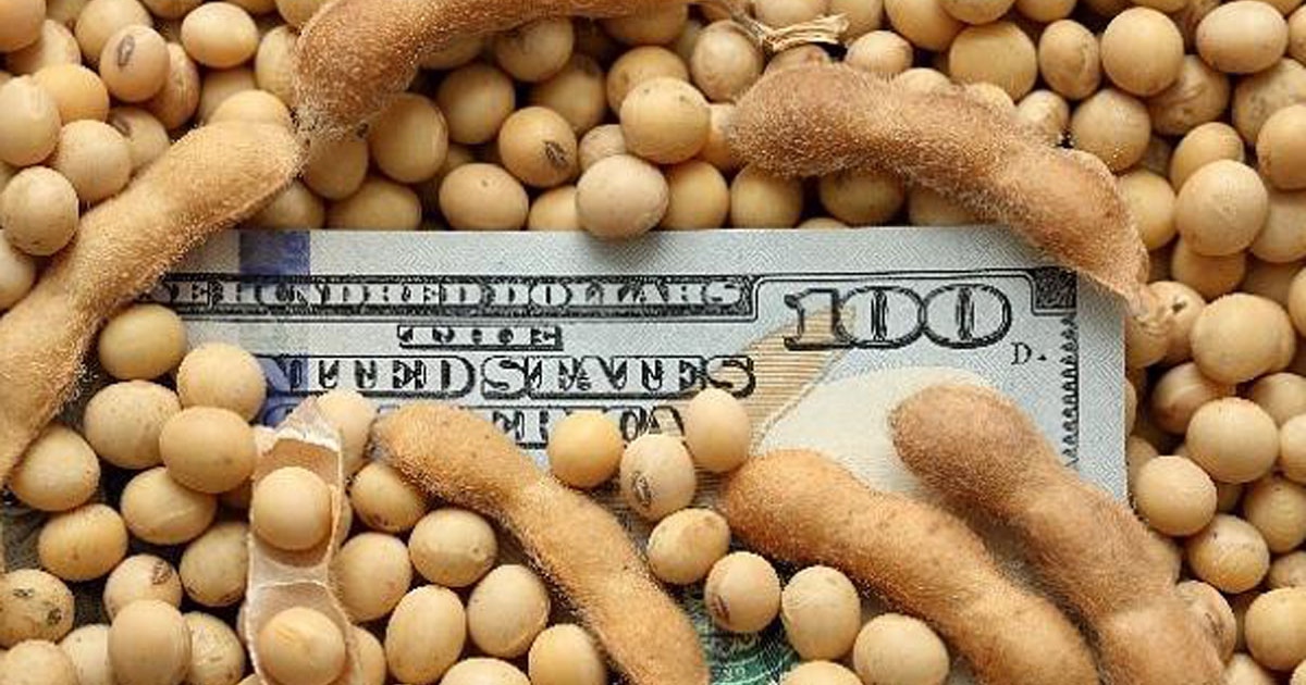 Se demora el ingreso de dólares: la cosecha de soja tiene el mayor atraso de los últimos ocho años - Infobae