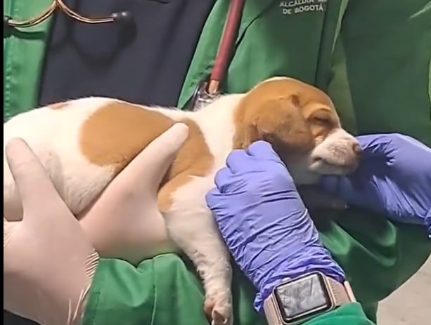 Tami, la cachorra rescatada en el Aeropuerto El Dorado, recibe atención médica tras ser abandonada por su dueño - crédito Protección Animal de Bogotá