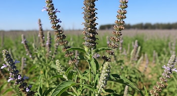 Campo extenso de plantas de chía bajo un cielo azul claro, con tallos centrales cargados de pequeñas semillas oscuras y otros tallos con flores lilas.