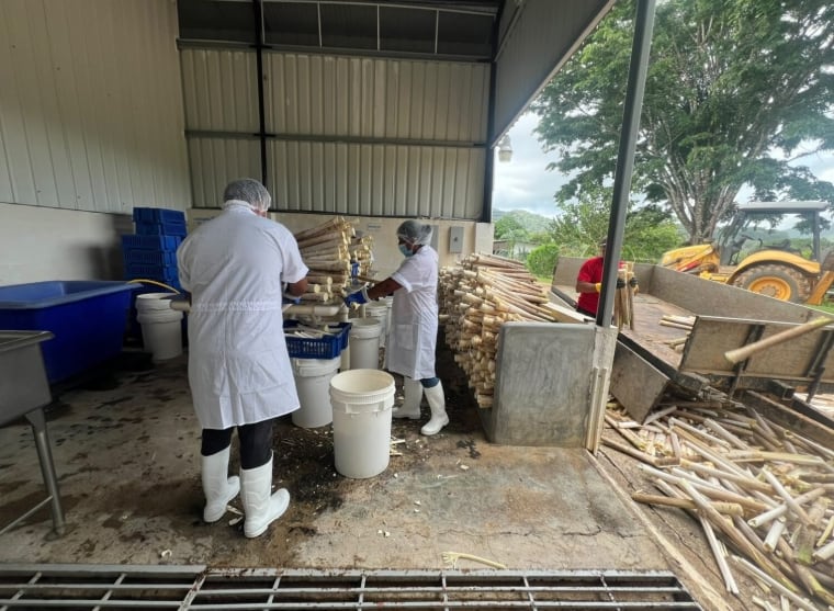 Trabajadores en una empresa de palmitos, ubicada en la región oeste de Panamá. (Mida)
