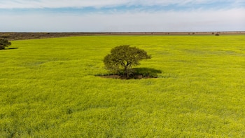 Cultivo de Carinata en floración