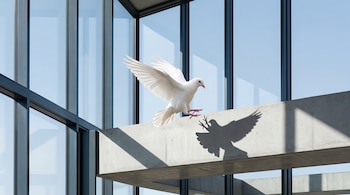 Paloma blanca con las alas abiertas y patas extendidas sobre una viga de concreto con su sombra proyectada, frente a ventanales de vidrio.