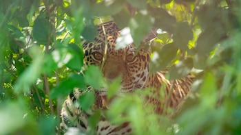 Yaguaretés Fundación Rewilding