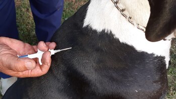 El sistema de identificación animal que creó un marplatense y servirá para hallar perros perdidos y robados