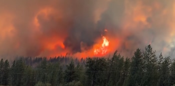 Imagen panorámica de un incendio forestal con grandes llamas anaranjadas, humo oscuro y espeso, y árboles verdes de coníferas en primer plano