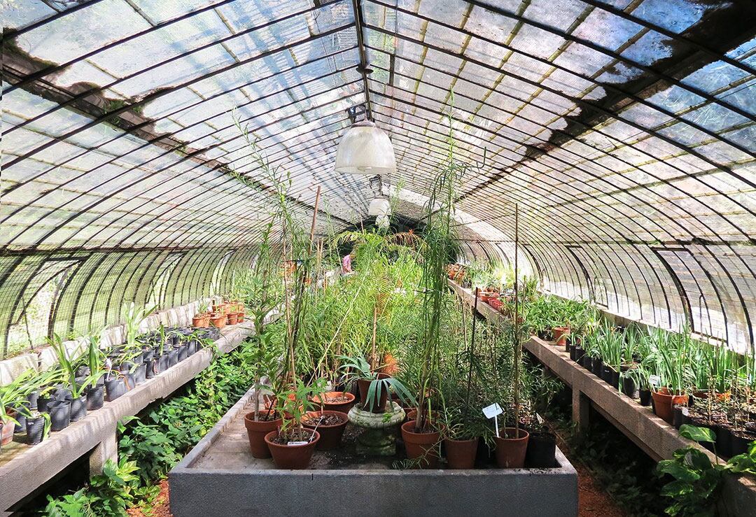 Una imagen del interior del invernáculo del Jardín Botánico. Fue comprado en 1897 y tiene una estructura de hierro con ornamentos y cúpula de vidrios superpuestos (Asociación Amigos del Jardín Botánico)