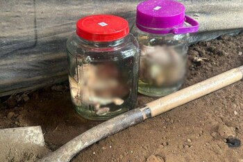 Los fetos encontrados en Ecuador.