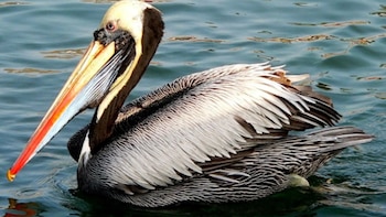 Perú, Chile y Ecuador impulsan plan conjunto para proteger al pelícano peruano ante caída del 70% de su población