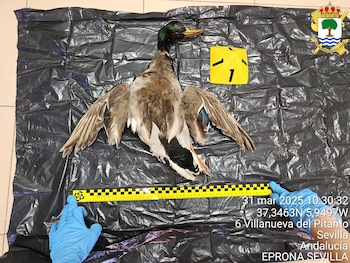 Uno de los anáditas abatido