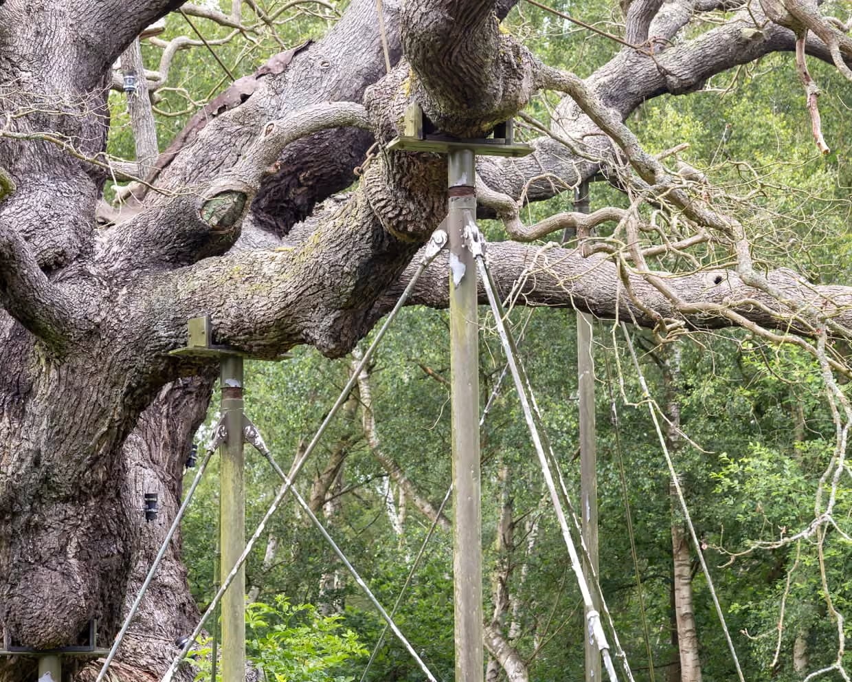 El histórico ejemplar del bosque de Sherwood fue declarado biológicamente muerto tras más de un milenio de existencia (Fabio De Paola/The Guardian)