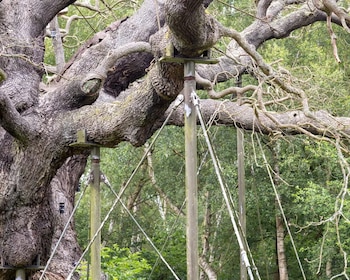 El histórico ejemplar del bosque de Sherwood fue declarado biológicamente muerto tras más de un milenio de existencia (Fabio De Paola/The Guardian)